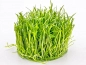 Preview: Brasilianische Graspflanze - Lilaeopsis brasiliensis in vitro